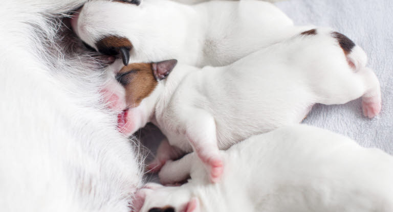 Welpen beim Säugen