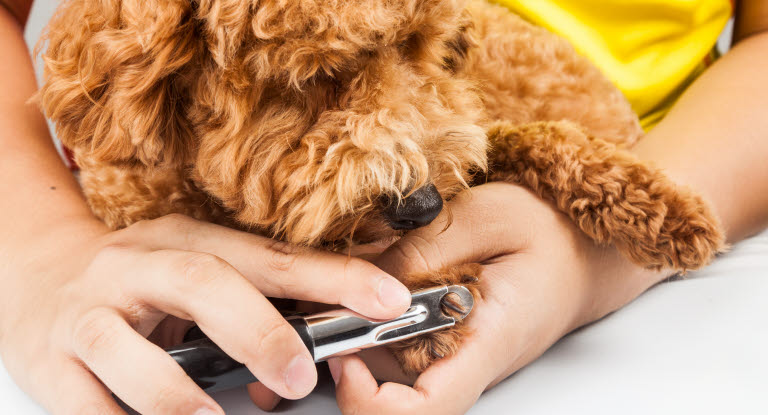 Hund liegt auf Schoß und bekommt Krallen geschnitten